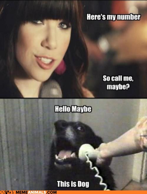 Animal Memes: Hello Maybe - Cheezburger