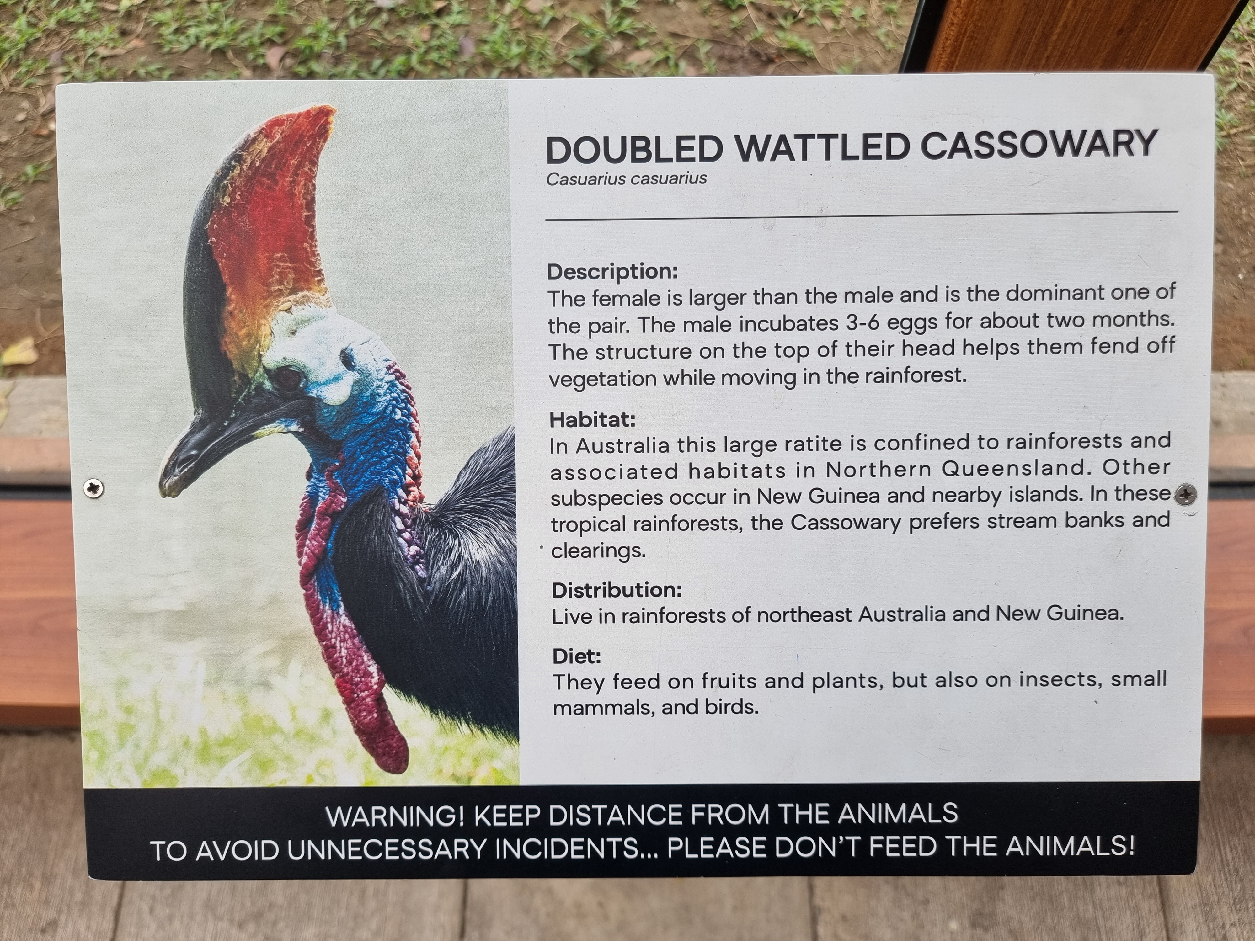 Manila Zoo placard of Casuarius casuarius