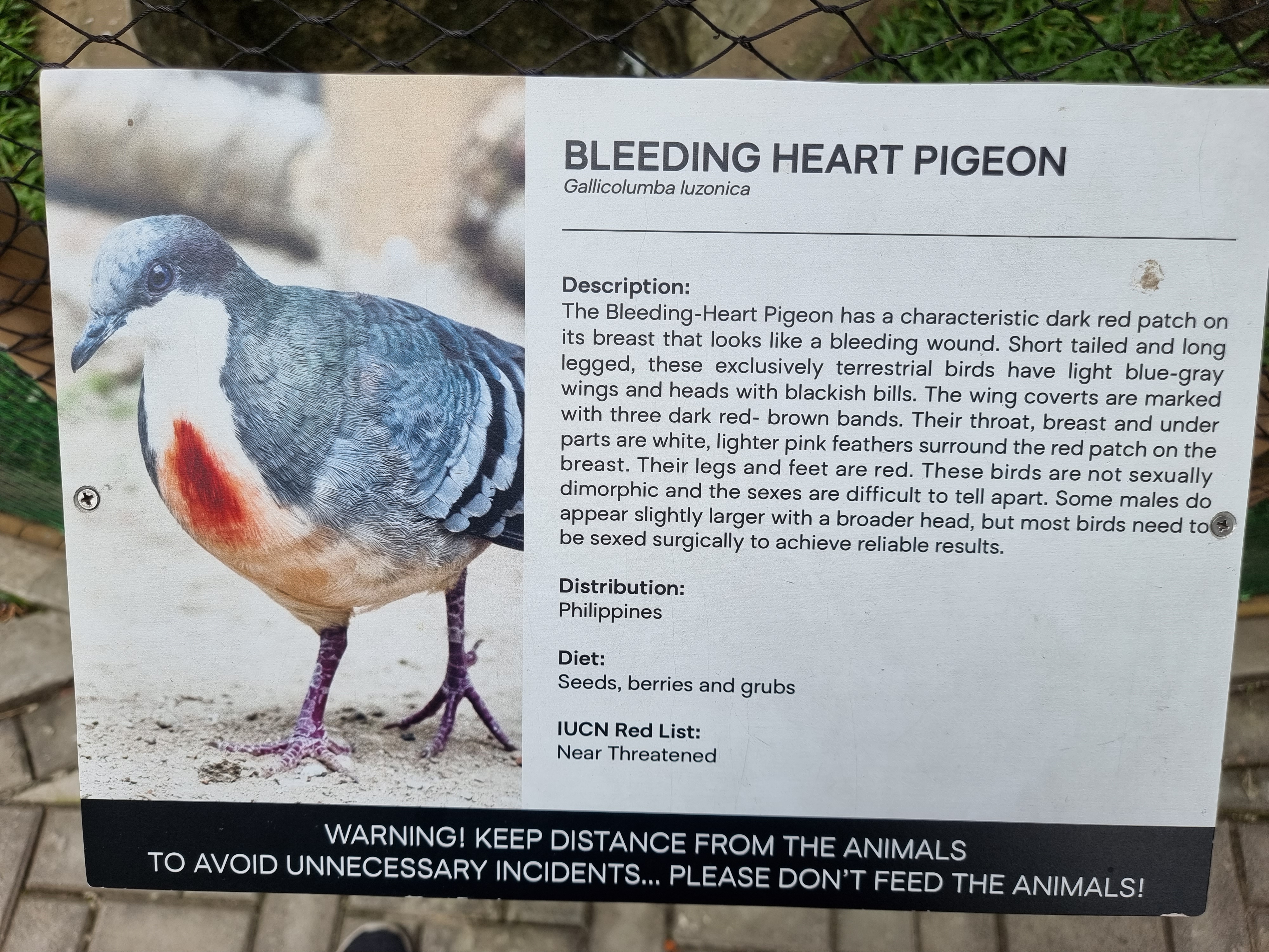 Manila Zoo placard of Casuarius casuarius