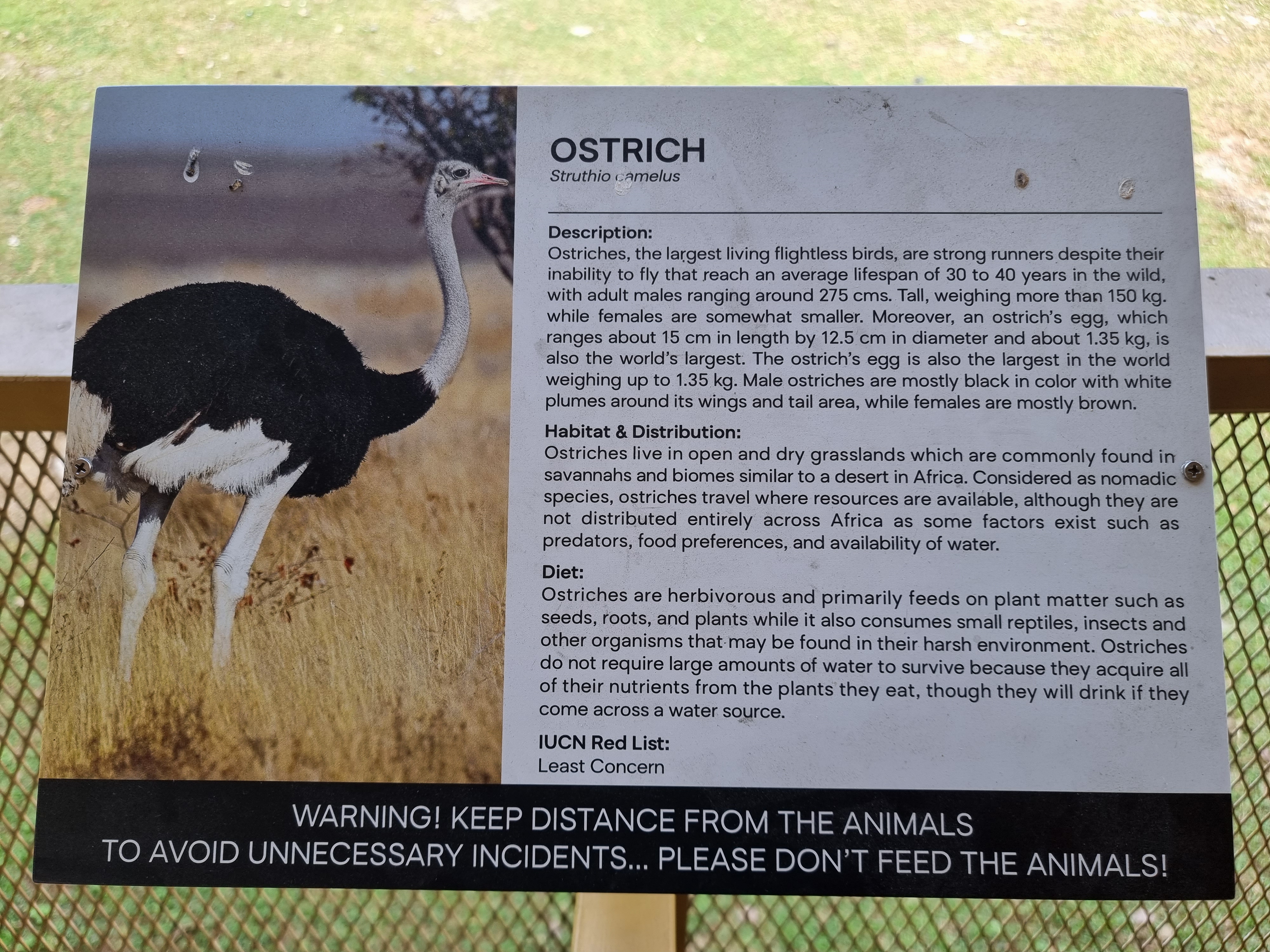 Manila Zoo placard of Casuarius casuarius