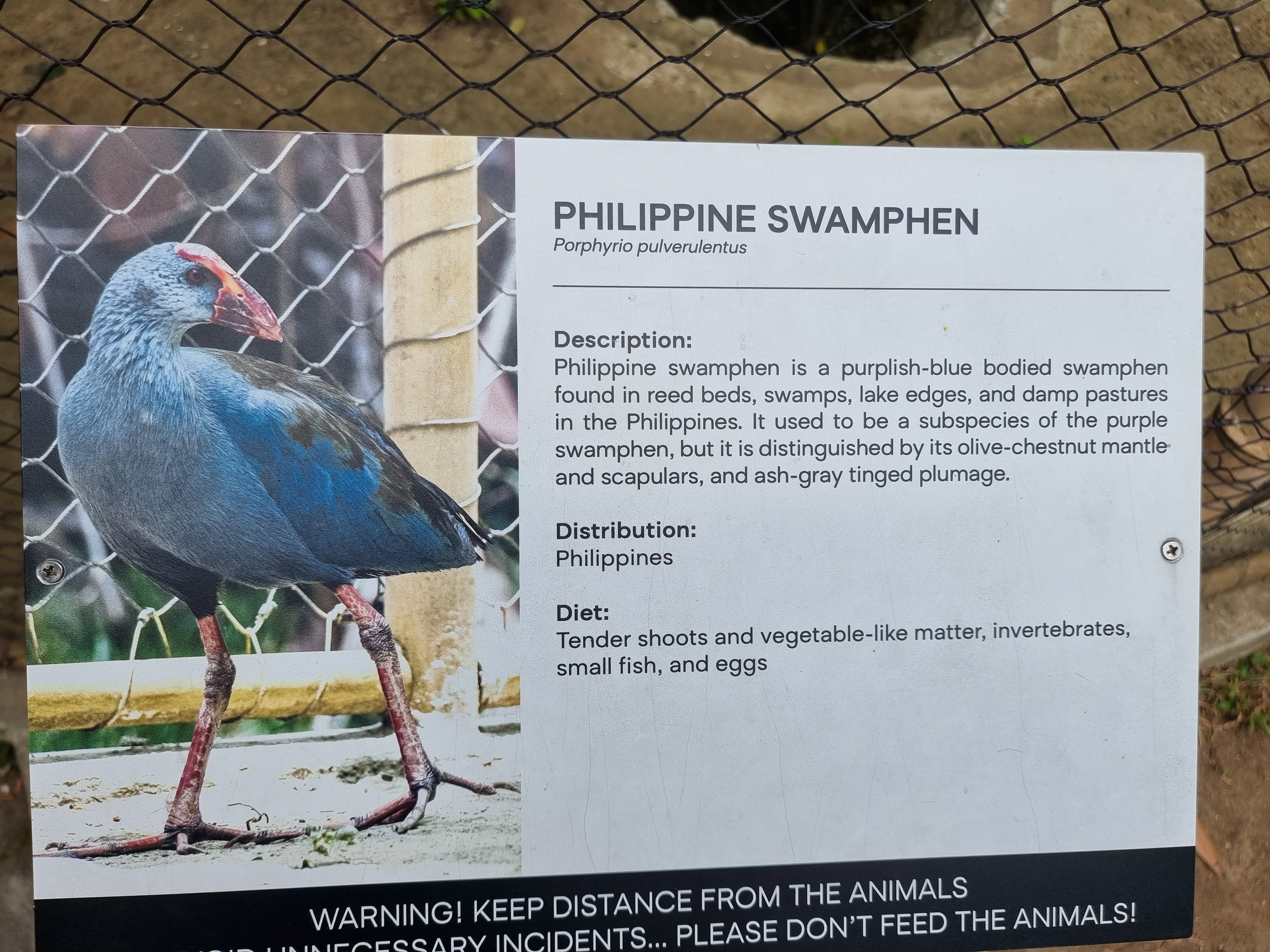 Manila Zoo placard of Porphyrio pulverulentus