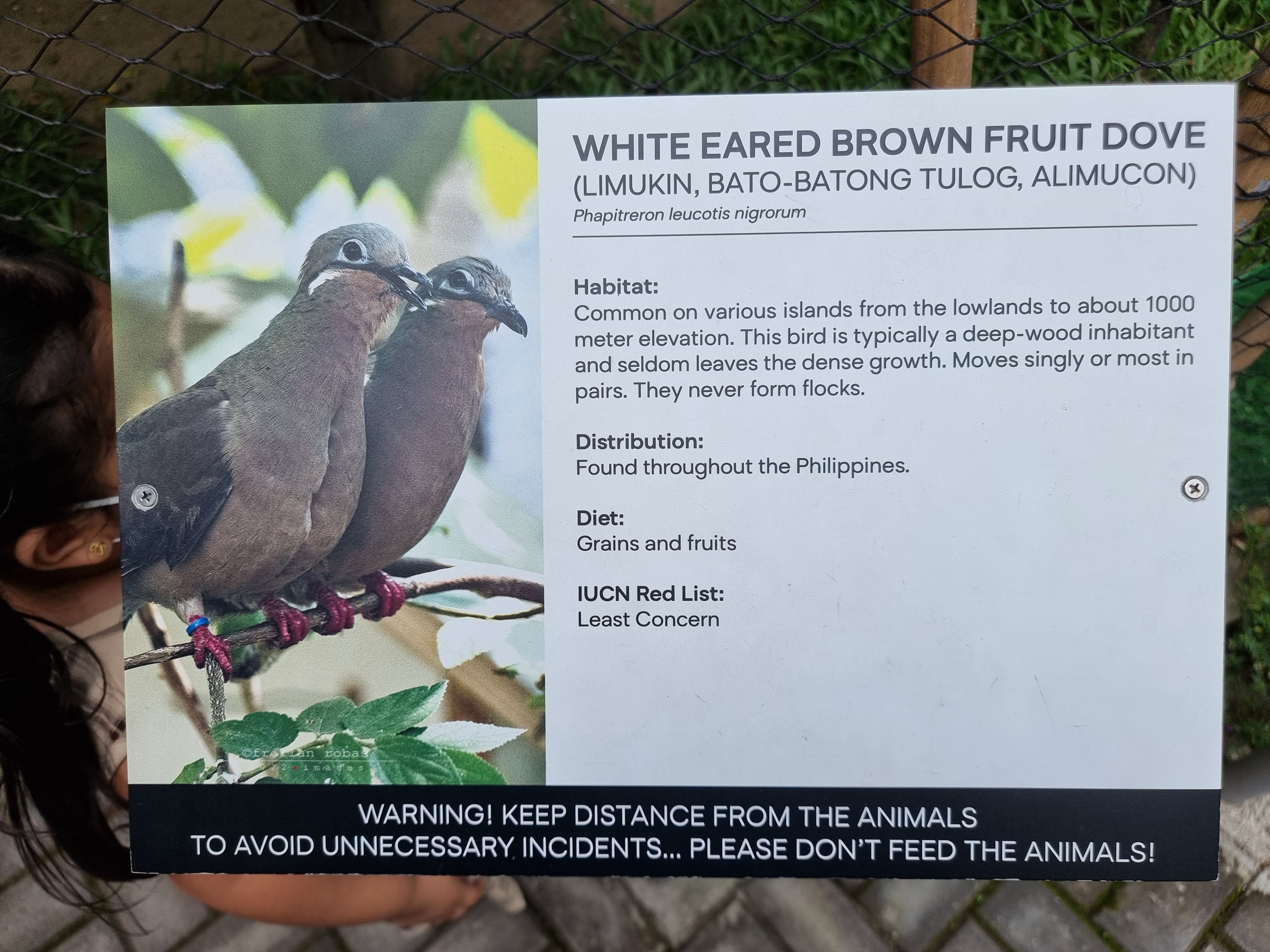 Manila Zoo placard of Phapitreron leucotis nigrorum