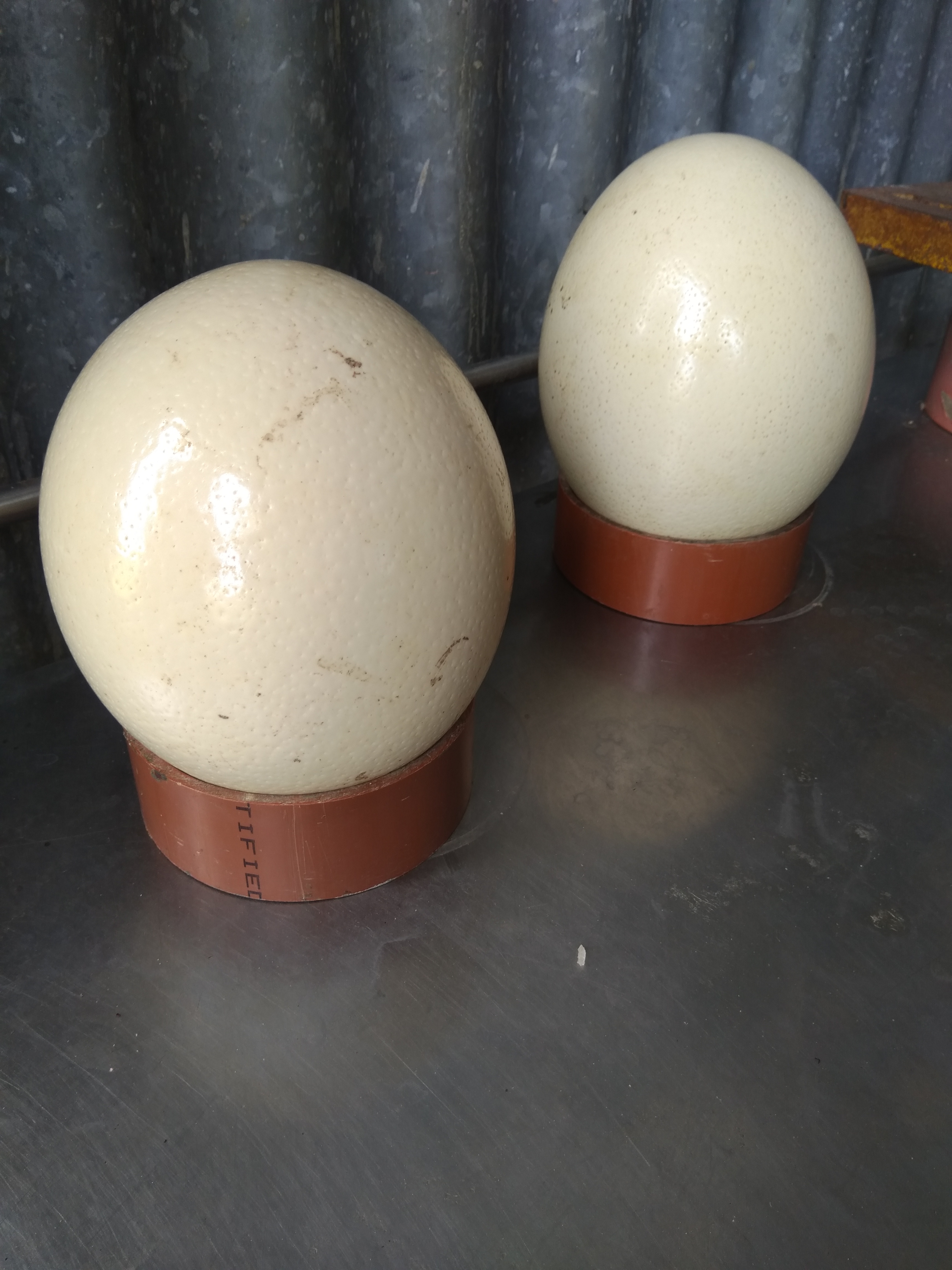 Ostrich eggs